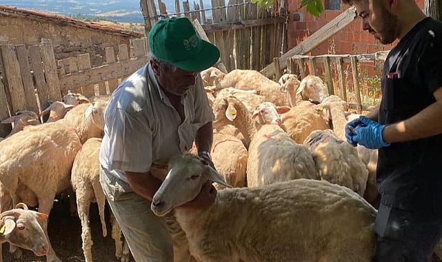 Bayramiç'te küçükbaş hayvanlarda aşılama ve küpeleme