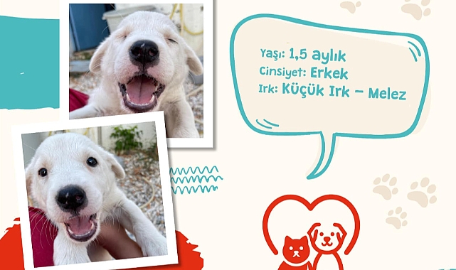 Can dostlarımıza yuva olur musun?