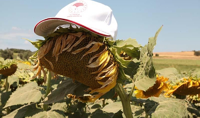 Çanakkale’de yerli ve milli ayçiçeği tohumları ile tarımda büyük atılım