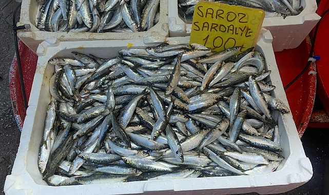 CUMPA'da sardalya akını