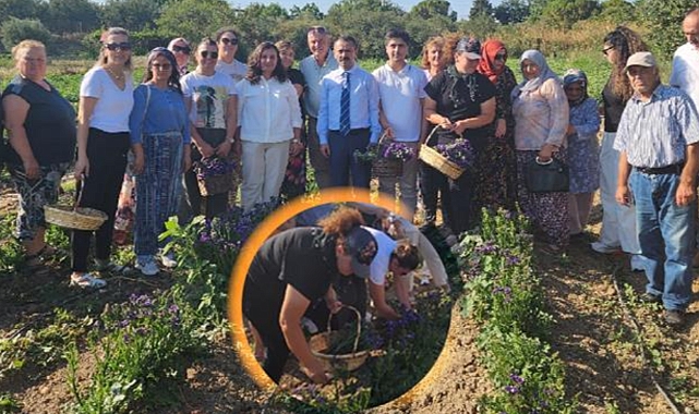 Halileli Köyünde süs bitkileri hasat edildi