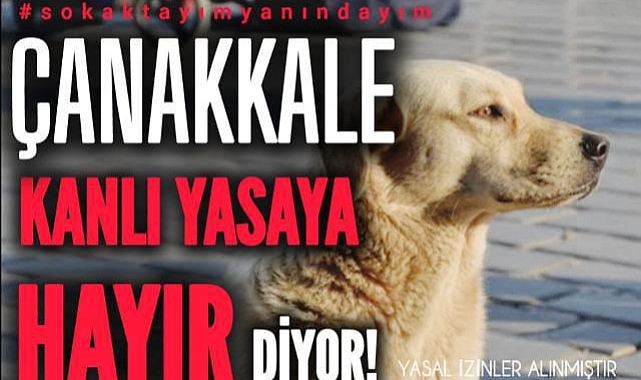 Hayvanseverlerden oturma eylemi!