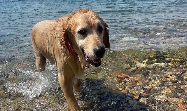 Köpeklerde deniz sonrası bakım