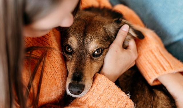 Köpeklerde gözyaşı temizliği