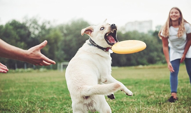 Köpeklerde oyunun önemi
