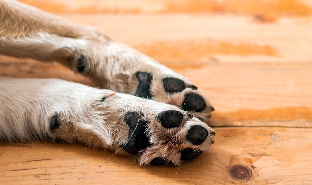 Köpeklerde pati bakımı