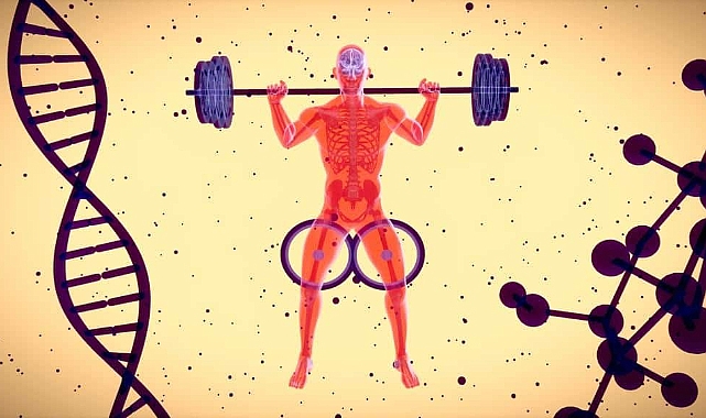 Myostatin: Kas gelişimini düzenleyen anahtar protein