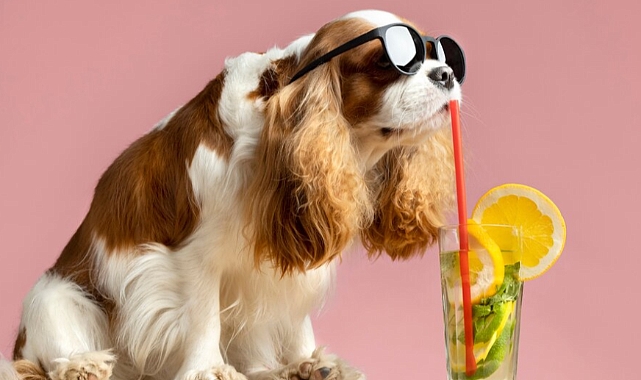 Sıcak yaz günlerinde köpeğiniz için serinletici atıştırmalıklar