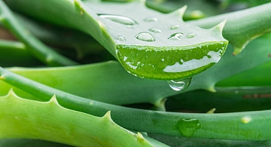 Aloe vera nedir, faydaları nelerdir?