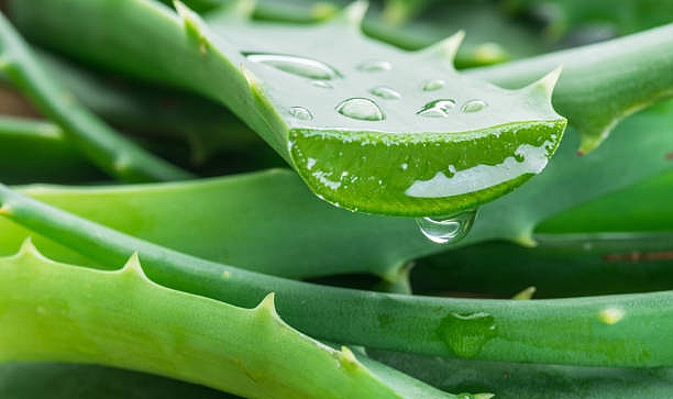 Aloe vera nedir, faydaları nelerdir?