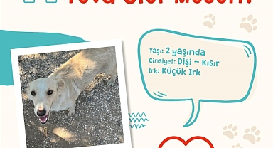 Çanakkale Belediyesi'nden sokak hayvanlarına yuva çağrısı