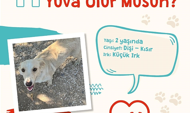 Çanakkale Belediyesi'nden sokak hayvanlarına yuva çağrısı