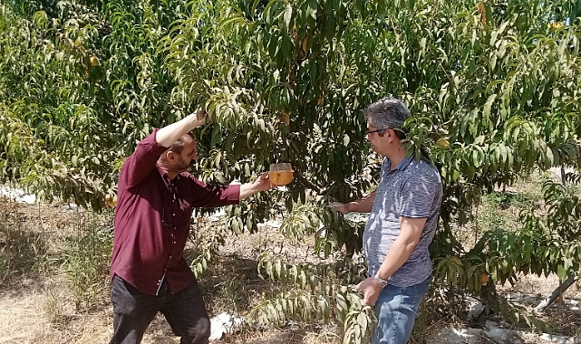 Çanakkale’de bitki sağlığı çalışmaları devam ediyor