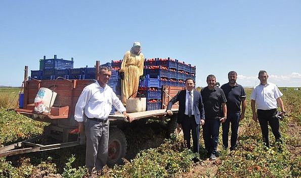Kaymakam Kayabaşı domates hasadında