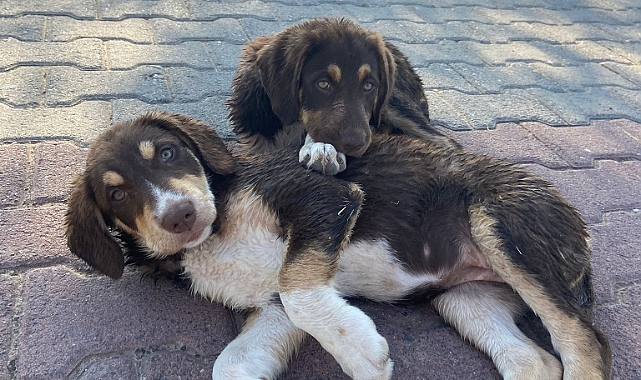Kepez'de sevimli yavru köpekler