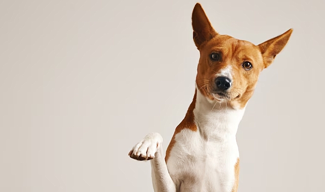 Köpekler neden kusar?