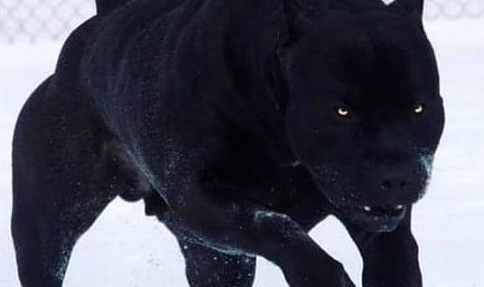 Köpekler ve evcilleştirme süreci