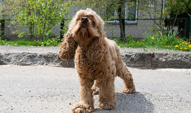 Köpeklerde kaşıntıya dikkat!