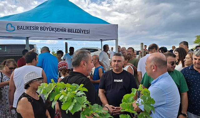 Avşa Adası’nda üzüm hasadı gerçekleşti