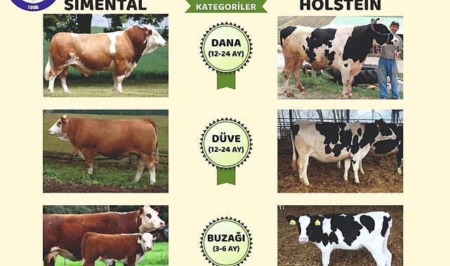 Biga Fuarı’nda Sığırcılık Güzellik Yarışması hazırlıkları devam ediyor