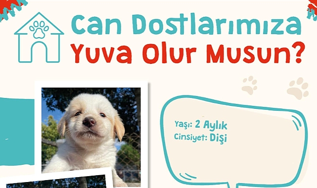 Çanakkale Belediyesi’nden sokak hayvanları için yuva çağrısı