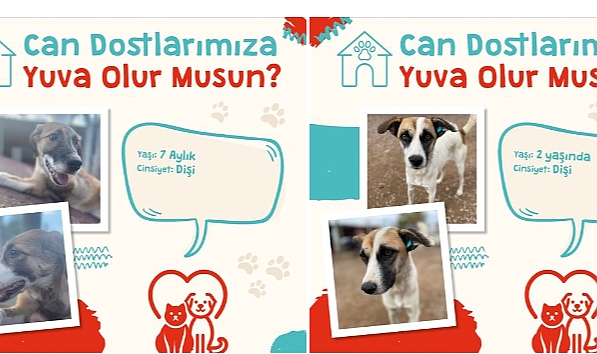 Çanakkale Belediyesi'nden sokak hayvanlarına yuva çağrısı