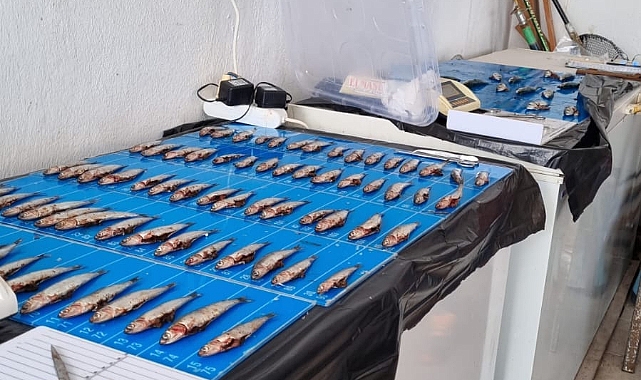Çanakkale’de hamsi avcılığına yönelik denetimler devam ediyor