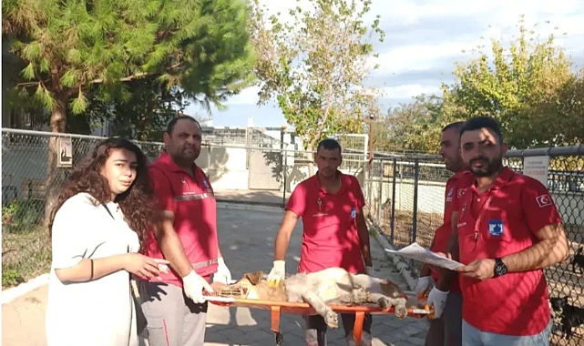 Çanakkale'de örnek davranış