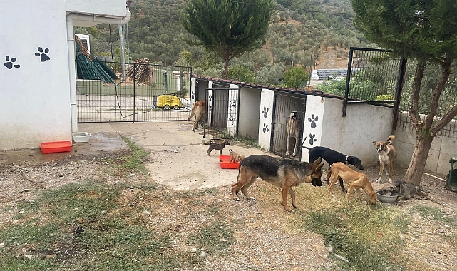 Küçükkuyu Belediyesi’nden sokak hayvanlarına destek