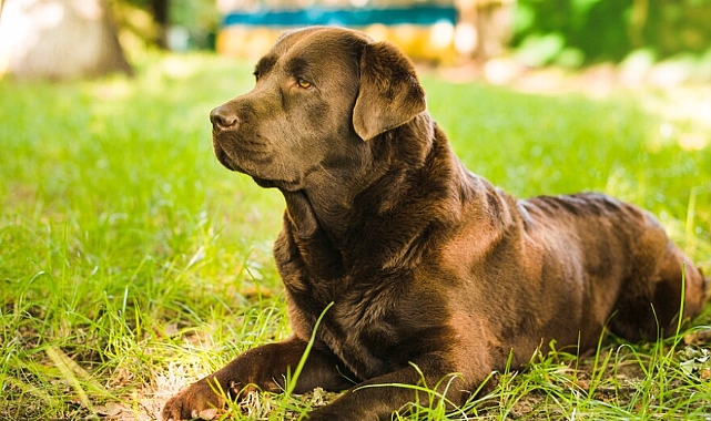Labrador Retriever cinsi köpeklerin özellikleri