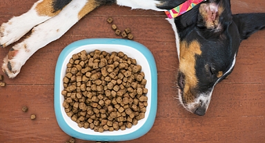 Evde köpeklere özel doğal ve sağlıklı yaş mama tarifi