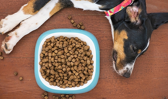 Evde köpeklere özel doğal ve sağlıklı yaş mama tarifi