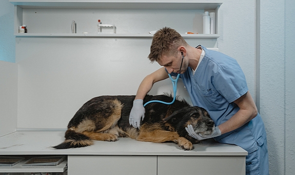 Köpekler neden kulaklarını sallar ve kaşınır?