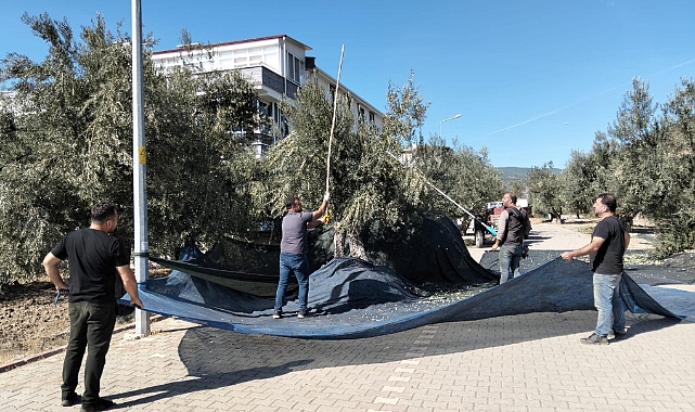 Küçükkuyu'da zeytin hasadı sezonu başladı