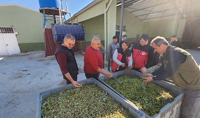 Pıtıreli Köyü'nde zeytin hasadı ziyareti