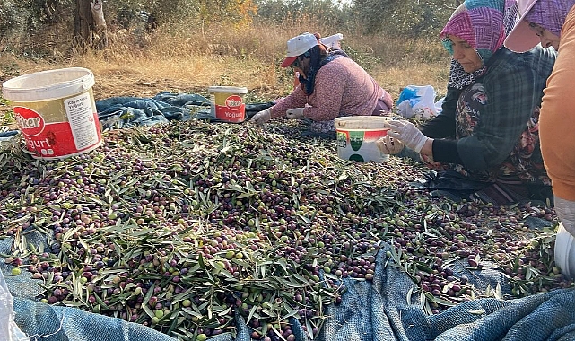 Ayvacık’ta zeytin hasadı tamamlandı
