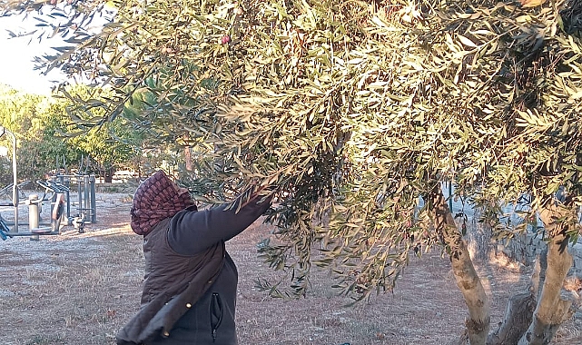 Bayramiç'te toplanan zeytinler aşevinde kullanılıyor