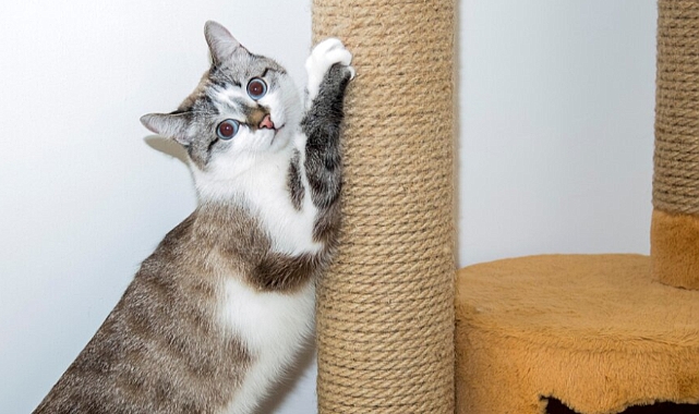 Kedi Tırmalaması ve Kuduz Riski: Nelere Dikkat Edilmelidir?