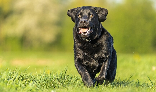 Köpeğin Boğazına Cisim Kaçması Durumunda Hızlı Müdahale Rehberi