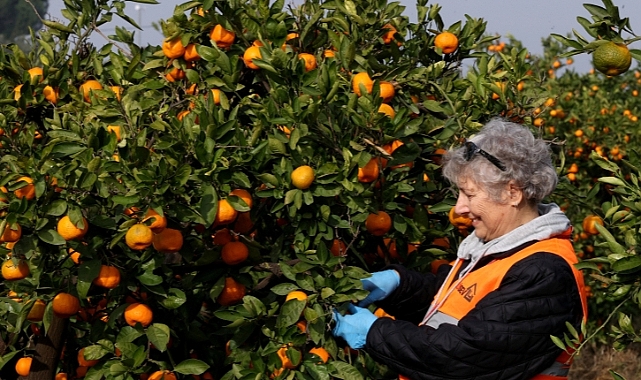 “LÖSEV Doğal Satsuma Mandalinaları” sembol haline geldi