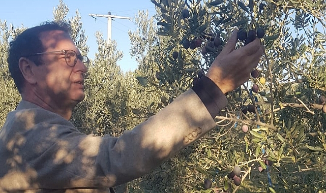 Milletvekili Rıdvan Uz zeytin hasadına katıldı
