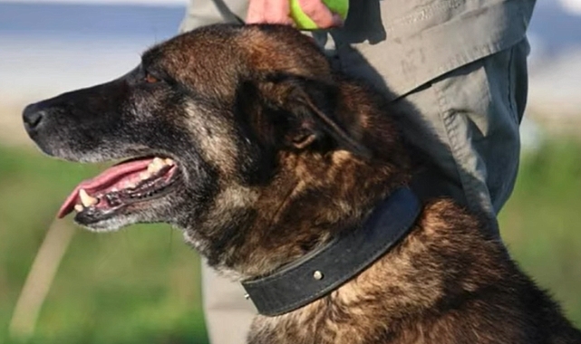Narkotik Köpeği Ares, uyuşturucu operasyonunda hayatını kaybetti