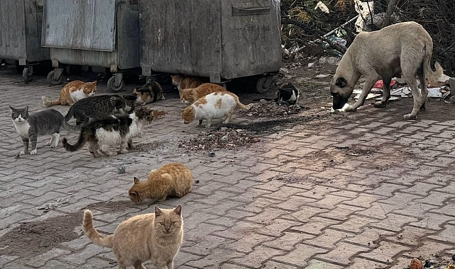 Lapseki Belediyesi'nden sokak hayvanlarına mama desteği