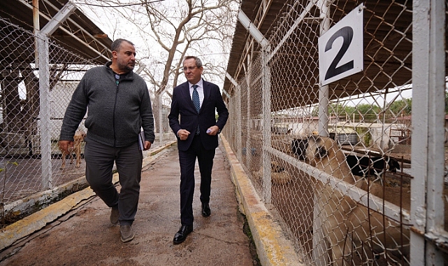 Ayvalık Belediyesi, 2024 yılı boyunca 8440 can dosta dokundu
