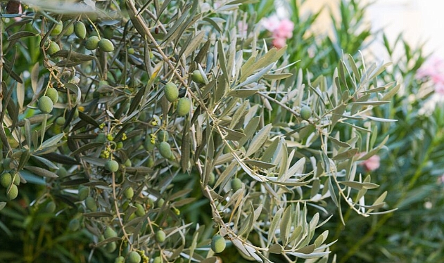 Bozcaada’da zeytin ağaçlarına bakım hizmeti