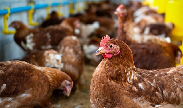 Kümes Hayvancılığı Üretim Rakamları Açıklandı