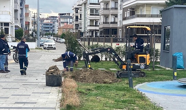 Lapseki'de zeytin ağaçlandırması