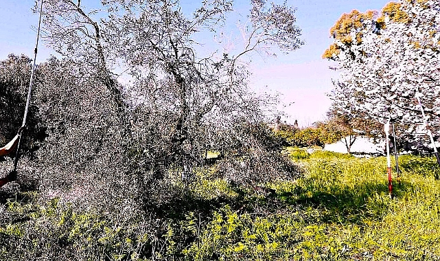 Zeytin ağacı nasıl budanır ?