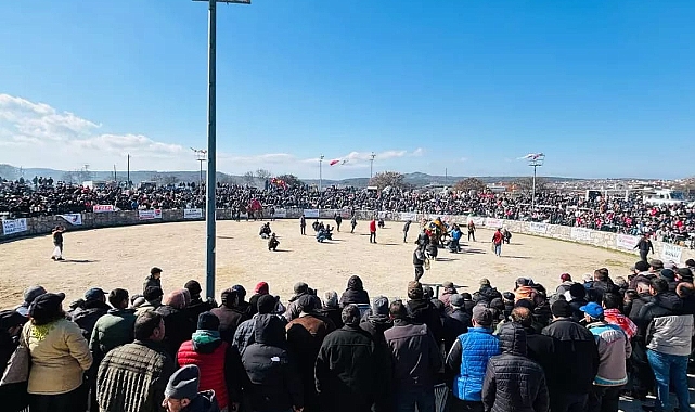 Ayvacık'ta deve güreşi festivali düzenlendi