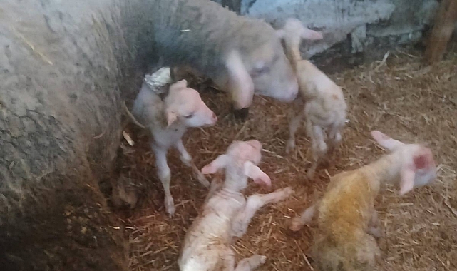 Biga'da bir koyun dördüz doğurdu